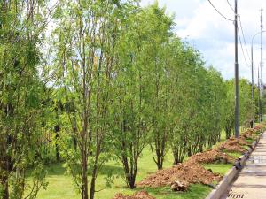 Рябины, клены, пять видов кустарников: как проходит озеленение Остафьевской
